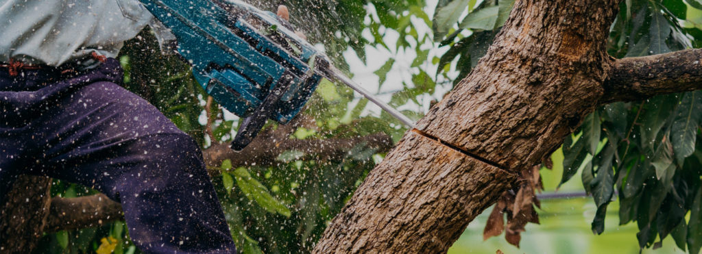 Eduardo's Tree Service gallery 3
